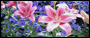 Feast of the flowers Thessaloniki 2008 Flower Exhibition